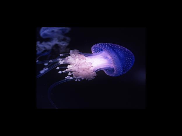 2 췌장암의 치료 방법과 효과