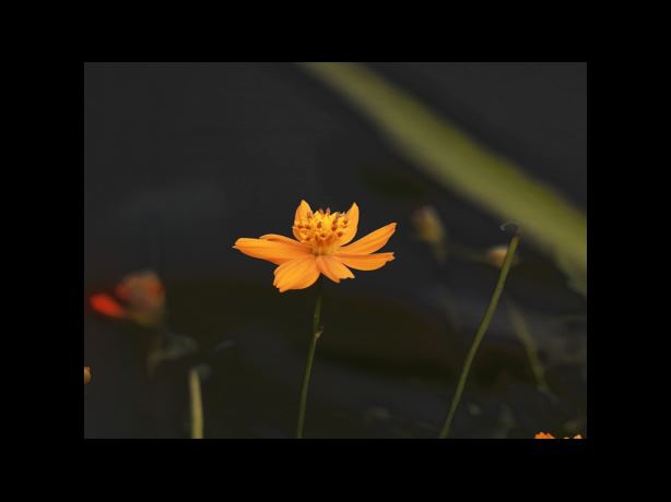 생활관리사 하는 일